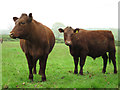 Cows by Beacon Lane