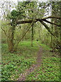 Bridleway in the Mor Brook valley