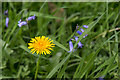 Bluebells and Dandelion, Copped Hall, Essex