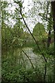 Overgrown Pond at Swallows Cross