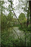 TQ6198 : Overgrown Pond at Swallows Cross by Glyn Baker