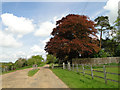 Copper Beech tree in Sapiston