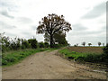 TL9575 : Farm track alongside the trees by Adrian S Pye