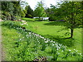 Daffodils in The Wilderness at Ightham Mote