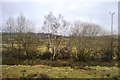 Hedge and ditch, Efail Newydd