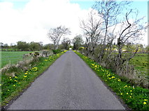 H5559 : Dandelion-lined country road, Tycanny by Kenneth  Allen