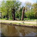 Canada Goose and a bench