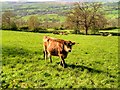 Grazing Land, North of Downham