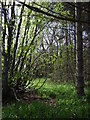 Woodland near Oldhamstocks Mains