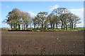 Berrybrae Recumbent Stone Circle (8)