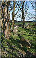 Netherton of Logie Recumbent Stone Circle (4)