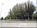 Trees by the Enham Arch Roundabout, Andover