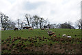 NT0360 : Cattle near Harburn by Mike Pennington