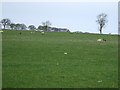 Hillside grazing near Mayfield