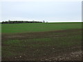 Young crop field south of Allanton