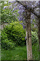 Wisteria Archway, Trent Park, Cockfosters, Hertfordshire