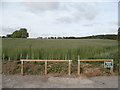 Field by Fox Cottages, Andover Down