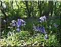 Bluebells in Bull Wood