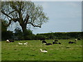 Sheep in field