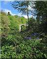 Durham: bluebells by the Wear