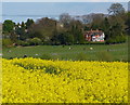 View across farmland to Thurcaston village