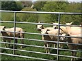 Farmland with sheep