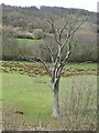 Dead tree in the Murk Esk valley