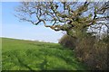 Field near Shipton Gorge