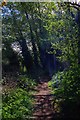 Footpath through a wood, Wollaston, Stourbridge