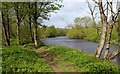 River Ure West of Wensley