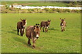 Donkeys at Ardmillan