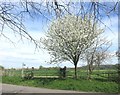 SP8106 : Blossom by the Aylesbury Ring by Des Blenkinsopp