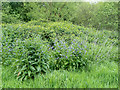 TQ2797 : Wild Flowers, Hadley Wood, Barnet, Hertfordshire by Christine Matthews