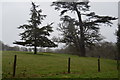 SX5155 : A couple of trees, Saltram by N Chadwick