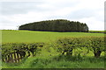 Woodland near Cuil