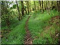 Footpath through the woods