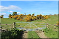 Gorse at Blackbriggs