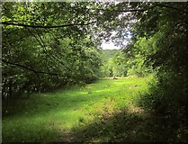 SS7213 : Meadow by the Little Dart by Derek Harper