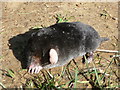 Dead mole on Workhouse Lane, Midgley