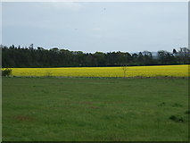 NT4972 : Crop fields towards Black Wood by JThomas