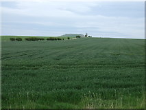 NT5673 : Crop field near Coldale by JThomas