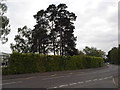 Trees on Kingston Road, Camberley