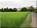 Barley Field and Firs Farm