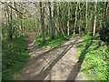 Paths through Fulbourn Fen