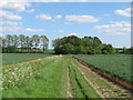 Footpath near Essex Way, Great Tey