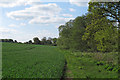TL8128 : Trees on edge of arable field, Greenstead Green by Roger Jones