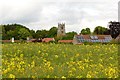 Looking over a field of oil seed rape