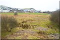 Rough grassland near Borth