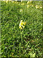 Cowslips in the churchyard