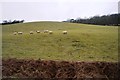 Sheep grazing